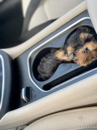 SuavesLomitos's tweet photo. Portalomitos 🐶🚘 https://t.co/MVTD3G41n8