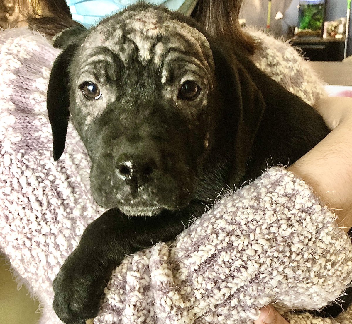 mgriffin_kmov's tweet image. A frigid February forecast has folks @StrayRescue gearing up for some busy days/nights ahead. Staff rescued these three during most recent cold snap/snowfall. Please keep pets inside as much as possible. If dog is outside, make sure water doesn’t freeze. More on @KMOV at 5pm