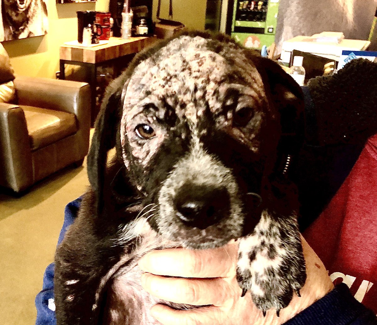 mgriffin_kmov's tweet image. A frigid February forecast has folks @StrayRescue gearing up for some busy days/nights ahead. Staff rescued these three during most recent cold snap/snowfall. Please keep pets inside as much as possible. If dog is outside, make sure water doesn’t freeze. More on @KMOV at 5pm