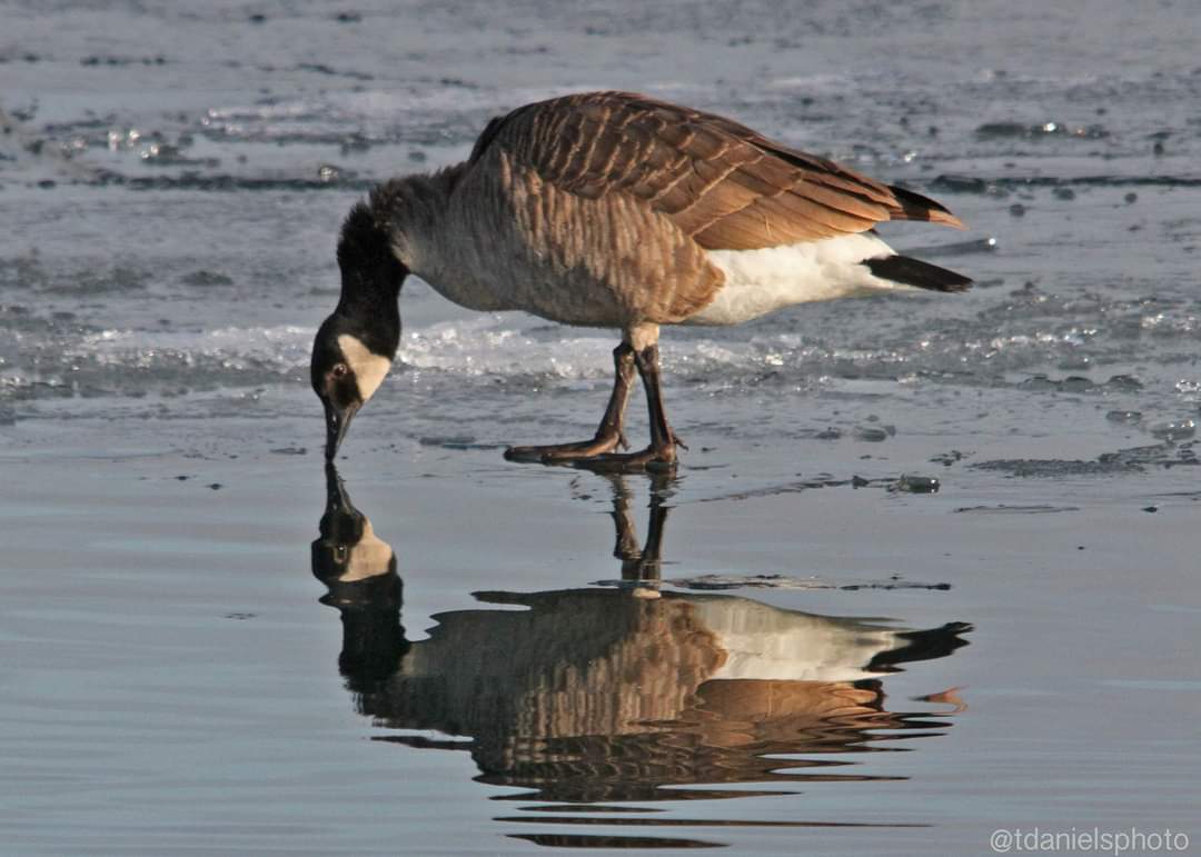 tdanielsphoto's tweet image. #Domorefornatue 
#reflectionsofnature
@CWF_FCF standing on ice 
Reflections