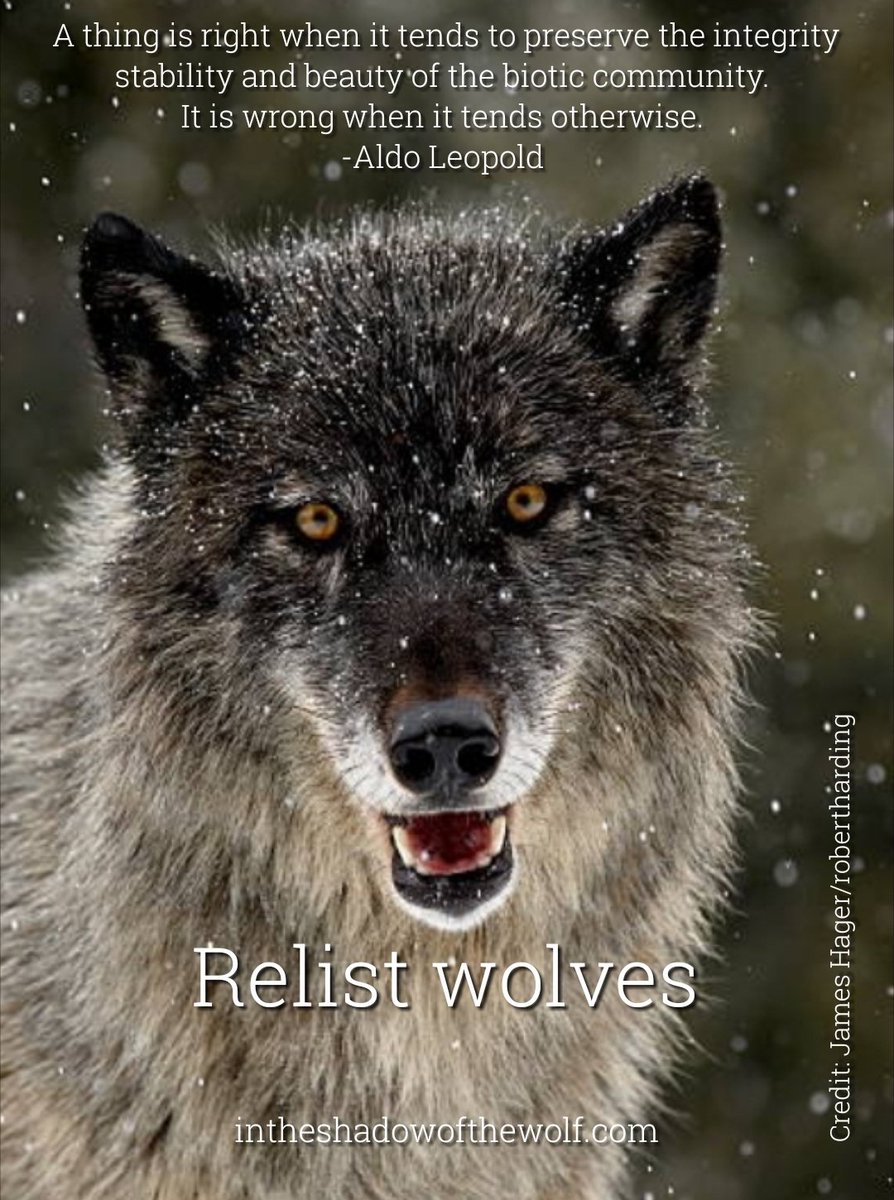 #RelistWolves @POTUS  #Wolves #wildlife #ESA #Wilderness #KeepWolvesListed #ProtectWolves #BanTrophyHunting #BanTrapping #BanSnaring #SpeakForWolves #BeTheirVoicd @VP @CoryBooker @nytimes @chicagotribune