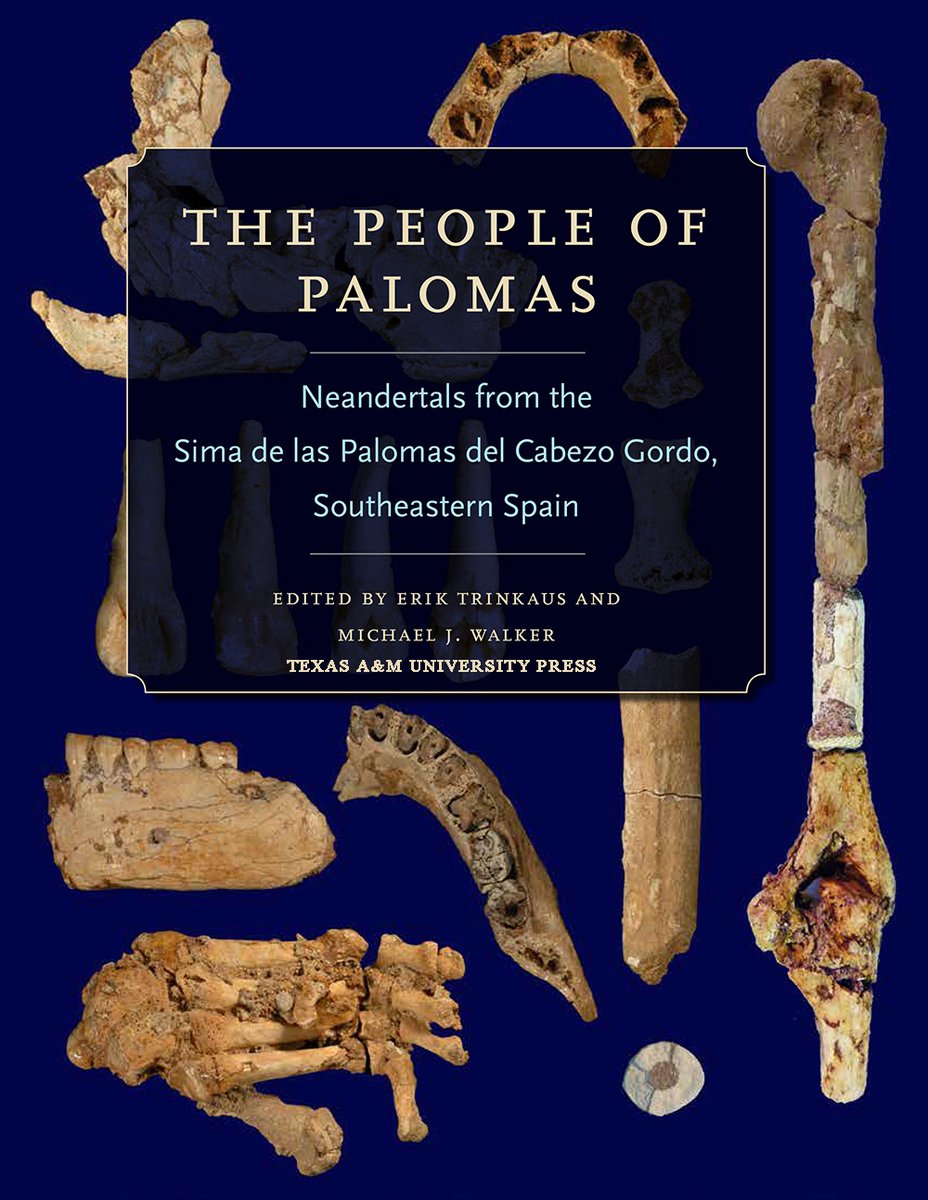 #FossilFriday with 😷. SP46 Two-thirds of the root are preserved, with a maximum length of 15.6 mm. It is probably from a mandibular right premolar. The apex is closed.
#Neanderthal #SimaPalomas #TorrePacheco
📷: People of Palomas
📖: Trinkaus &amp; Walker Eds.