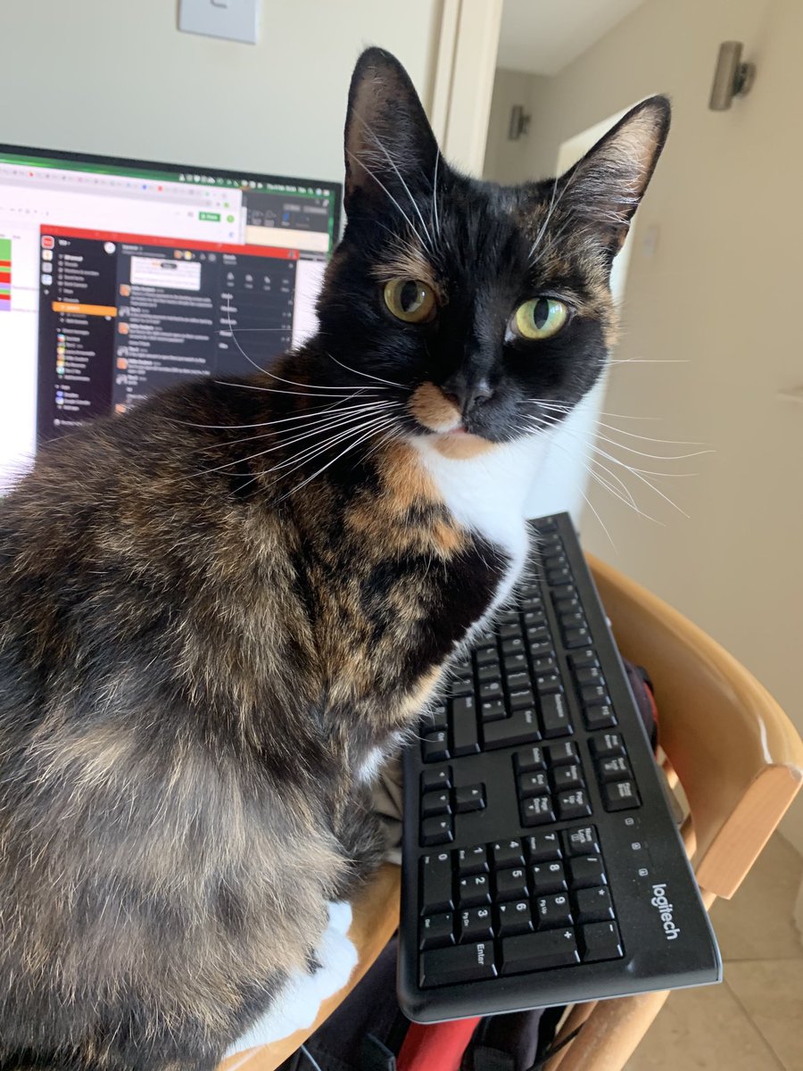 TCSGsy's tweet photo. Working from home means we have new assistants on the TCS team. Here, Maddie is trying to concentrate on a payroll co-funding application https://t.co/uurXlxoSmp