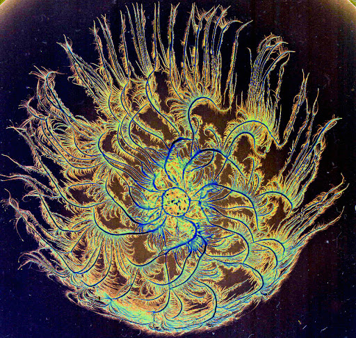 🧫Bacteria Fractals! —The Social Behavior Of Bacteria, Trippily Explored in Art —"#BacteriaArt represents the same complexity on the border btw order + disorder that is at the heart of all good design" Dr. Eshel Ben-Jacob #BioArt—bit.ly/2T9cB72 #FractalFriday #ArtScience