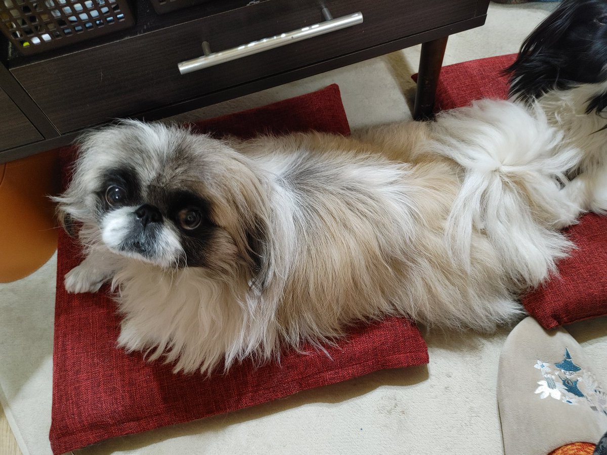 peki311's tweet photo. わが家のわんこ達🐕🐾🐾🐾
よろしくです💕
#ペキニーズ #ペキチワ https://t.co/O0rO0iizb4