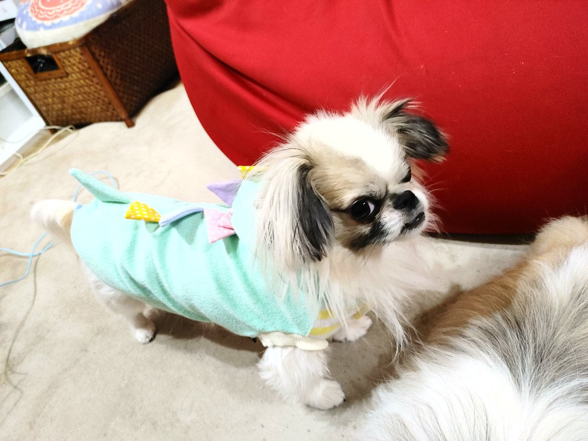 peki311's tweet photo. わが家のわんこ達🐕🐾🐾🐾
よろしくです💕
#ペキニーズ #ペキチワ https://t.co/O0rO0iizb4