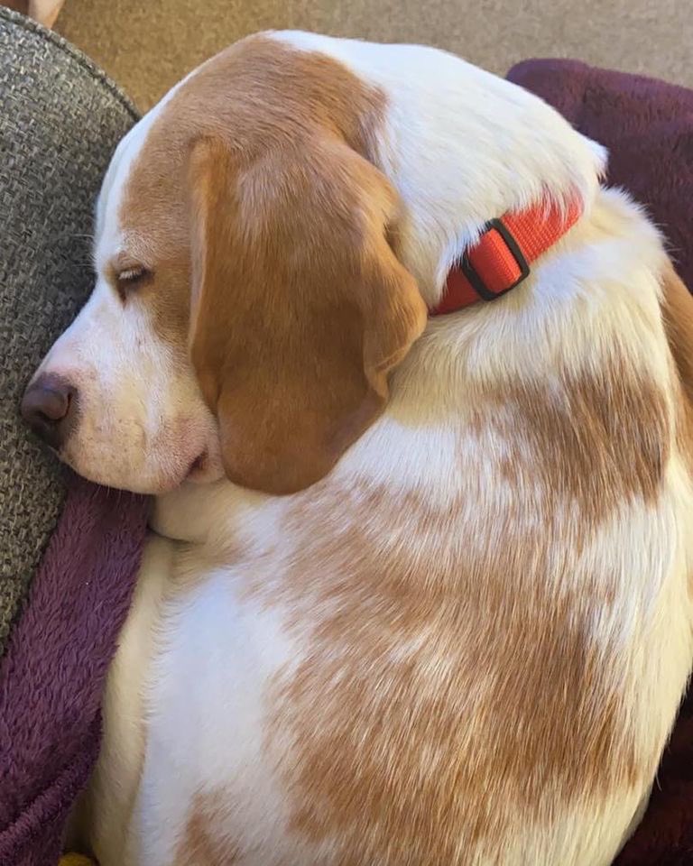 Beagle Welfare tweet media