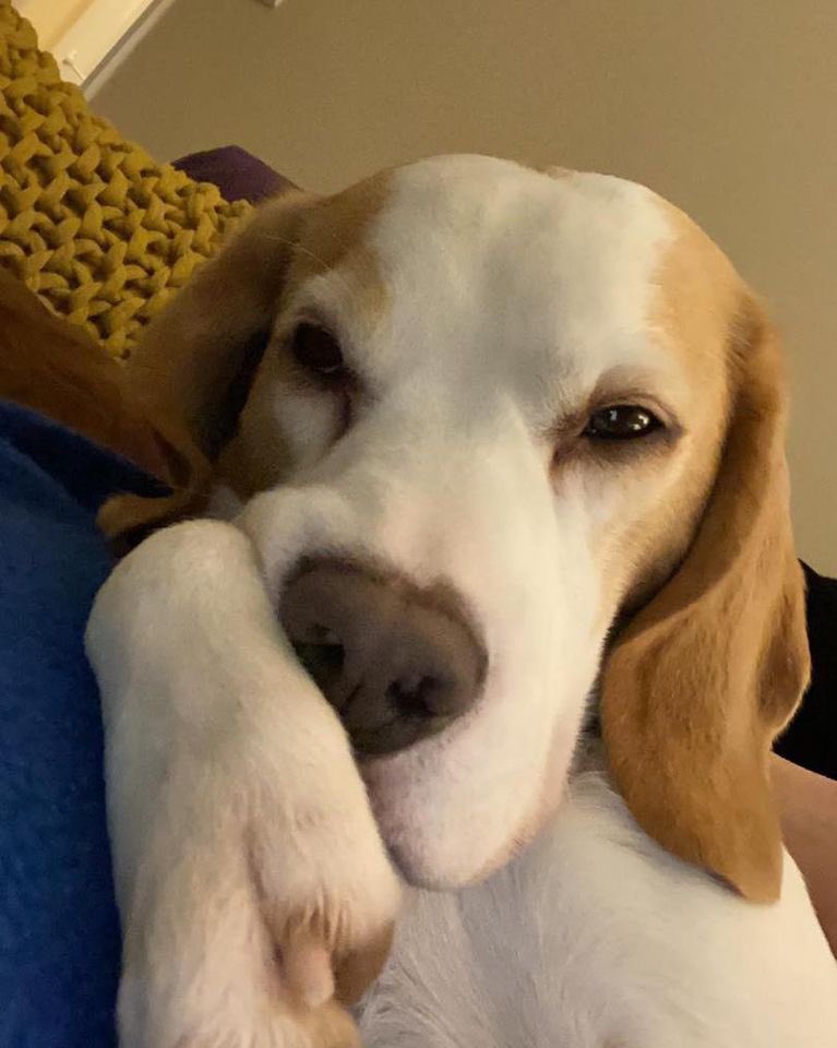 Beagle Welfare tweet media