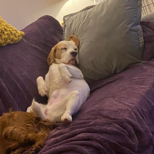 Beagle Welfare tweet media