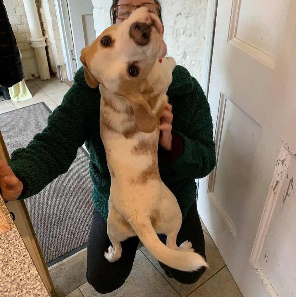 Beagle Welfare tweet media