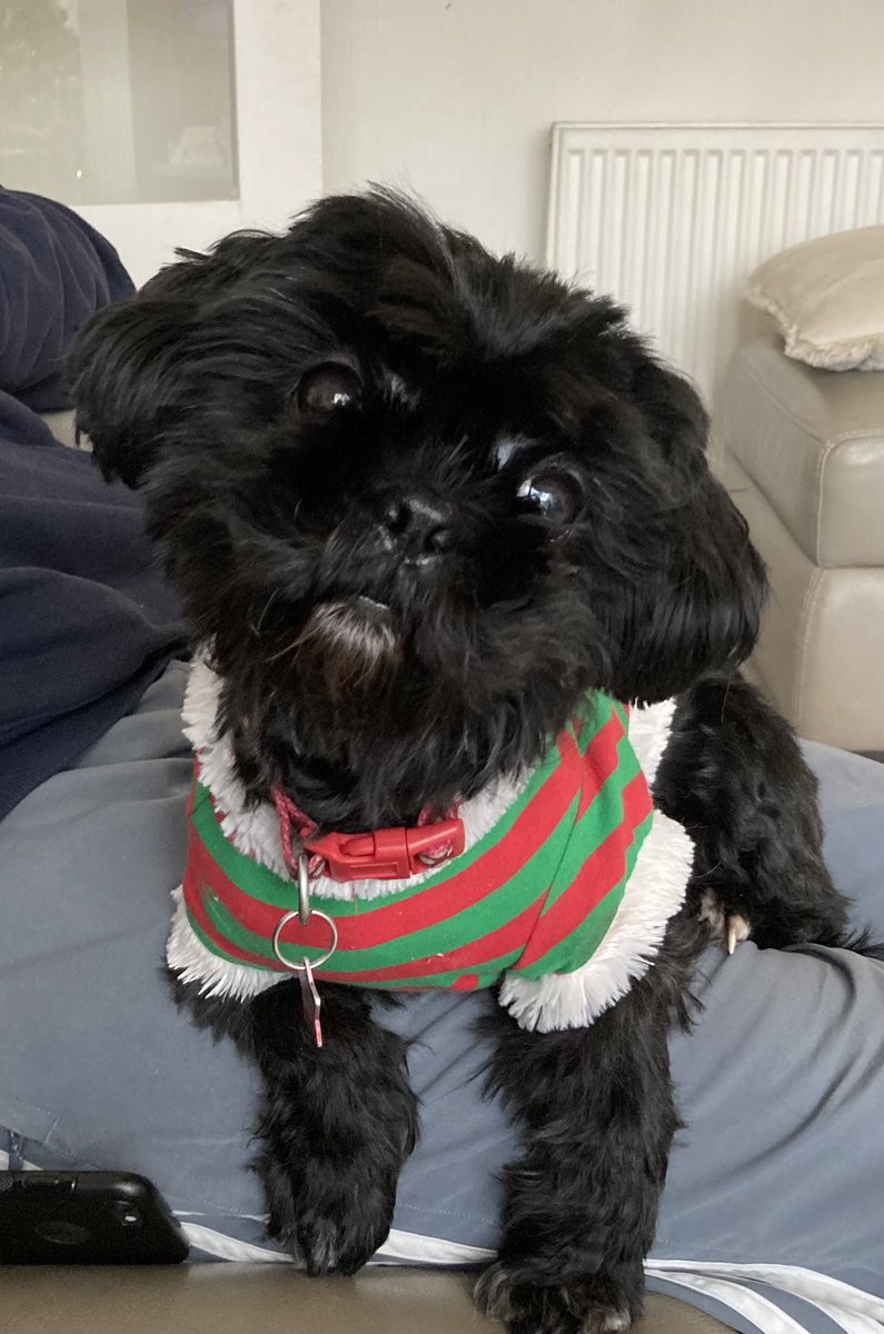 Tilly95156835's tweet photo. Rosie 😍 https://t.co/sJJjNvTU0E