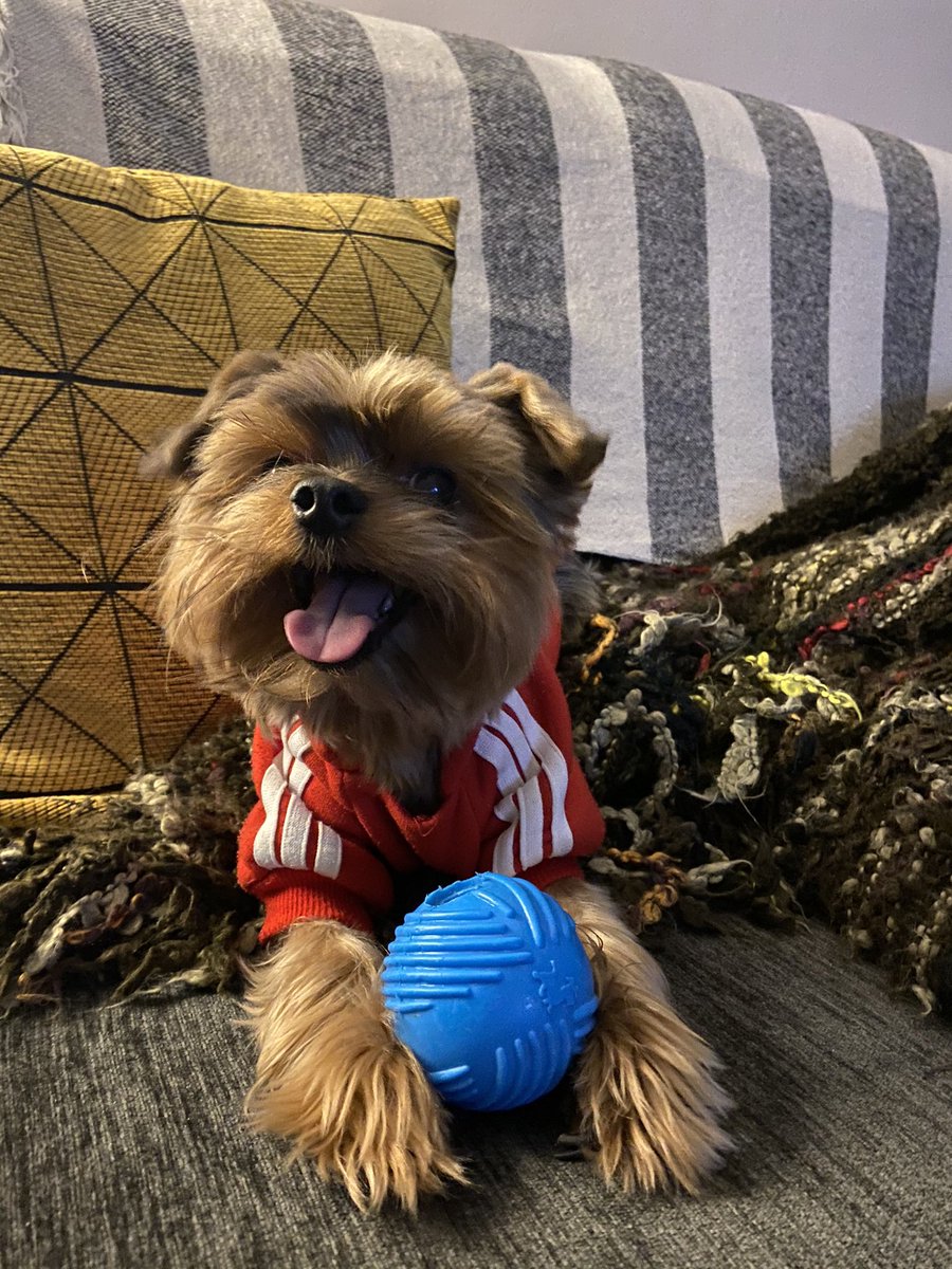 Laura Díaz tweet media