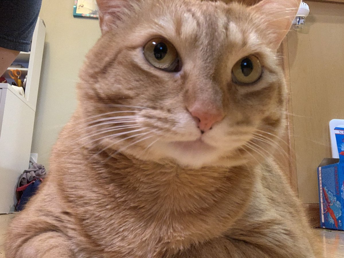 Bayek_Reign's tweet photo. Guys I have to be really with you. I think I left my Twitter open when I went to the litter box. My girlfriend Max might have seen my post about getting girls. This could be bad.
#relationship #CatsOfTwitter #CatsOnTwitter #cat #inDeepTrouble https://t.co/c04lDo1zlT