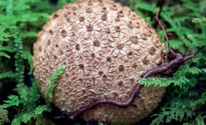 theGSBI's tweet photo. SOIL BIODIVERSITY IS MANY DIFFERENT INCREDIBLE COOL THINGS!

https://t.co/oku14dz1yF https://t.co/Xc5e5Xg4MT
