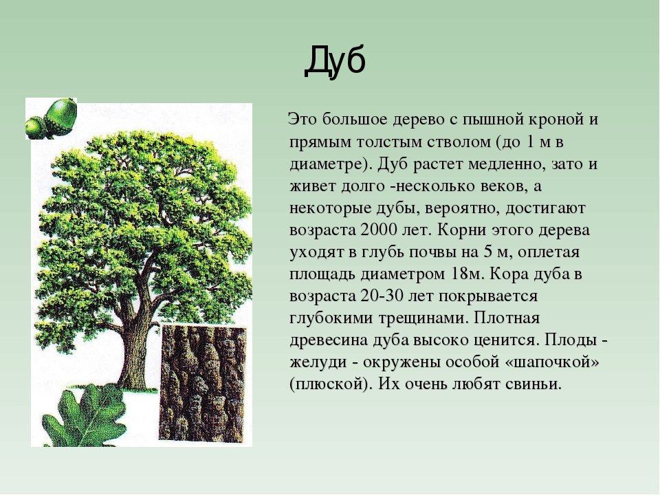 Рассмотрите дерево поближе и вы заметите. Описание дуба. Доклад о дереве. Дуб дерево описание. Рассказ о дубе.