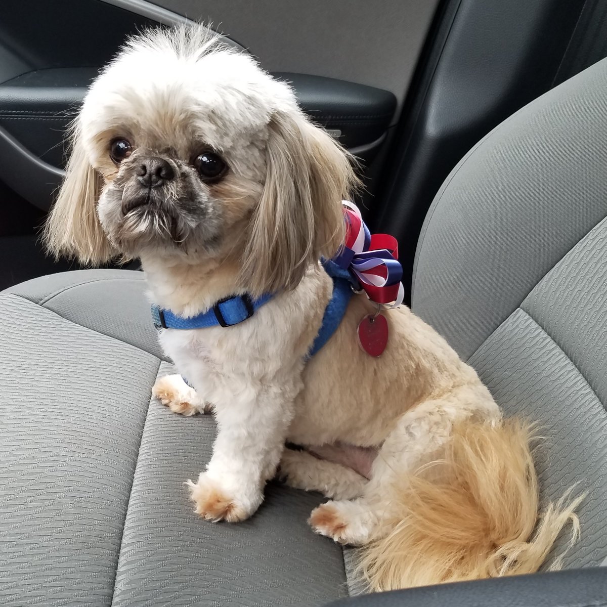 VaFishinGuy's tweet photo. From Peanut: "My groomer retired, so I had to find a new one. I had my 1st spa day with Ms. Tracey at Top Dog Pet Grooming today. I think I look pretty spiffy! 🐾" https://t.co/TIy5b7c29Y
