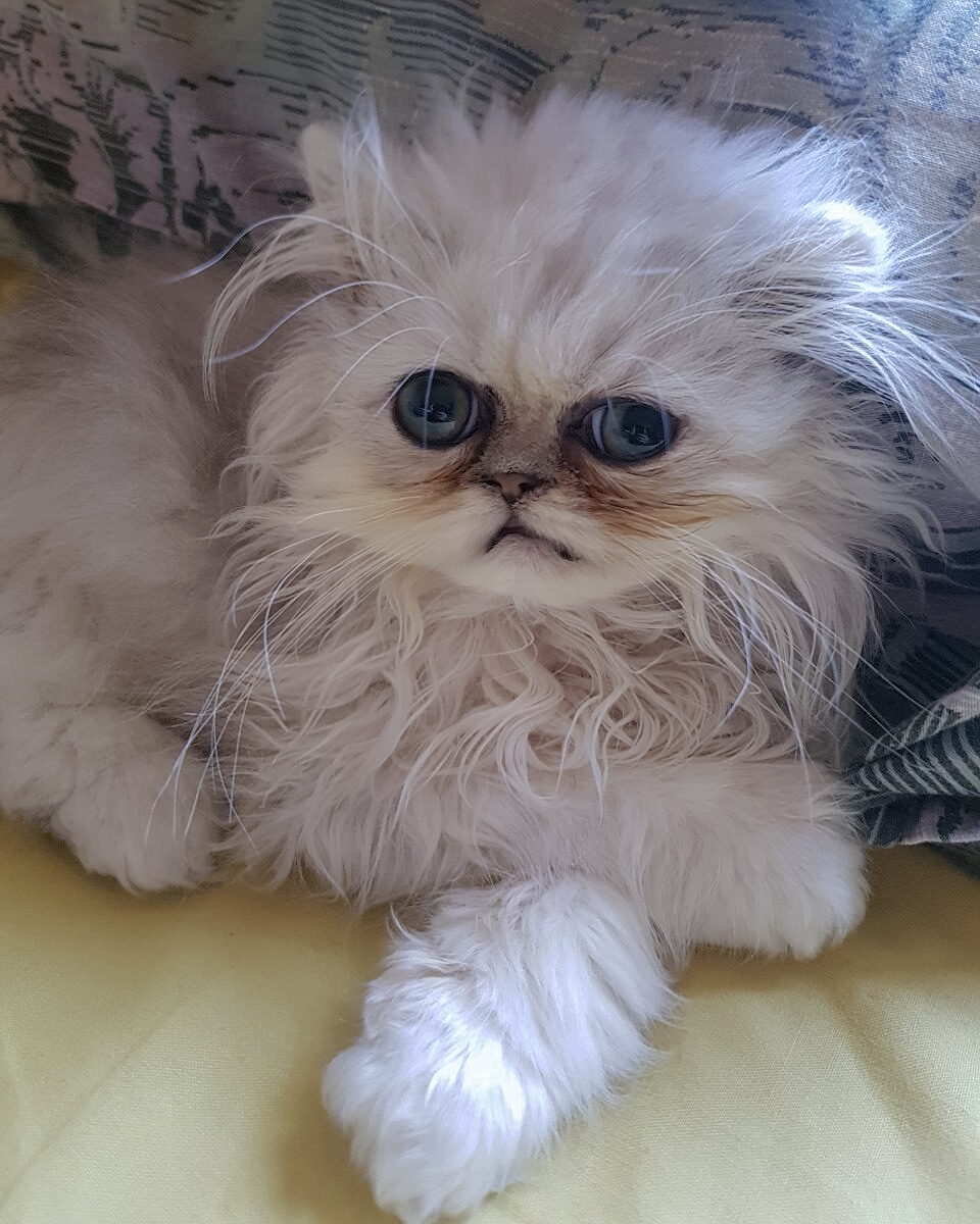 Wilfred Warrior Wilfred Circa 3 Months Old Wilfredwarrior Kitten Baby T Co Us8jyu8isb Twitter Wilfred Warrior Wilfred Circa 3 Months Old Wilfredwarrior Kitten Baby T Co Us8jyu8isb Twitter