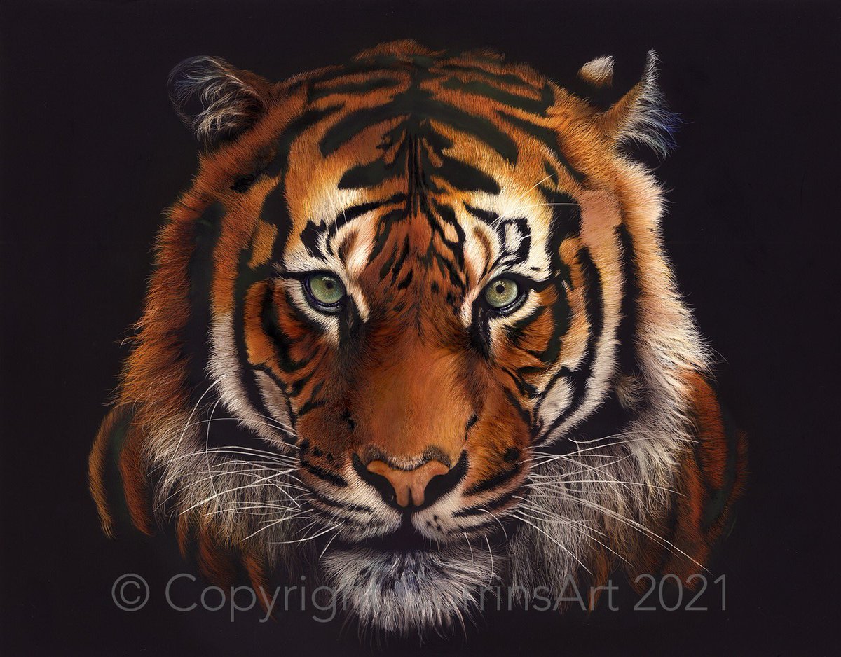 Every #Friday I am going to put up something #new and for sale through myself, no commission. This week is #Tiger week.
14x11 inches, not yet varnished so may show some imperfections. 
#art #original #wildlife #wildlifepaintings #originalart #artforsale #animalart #painting