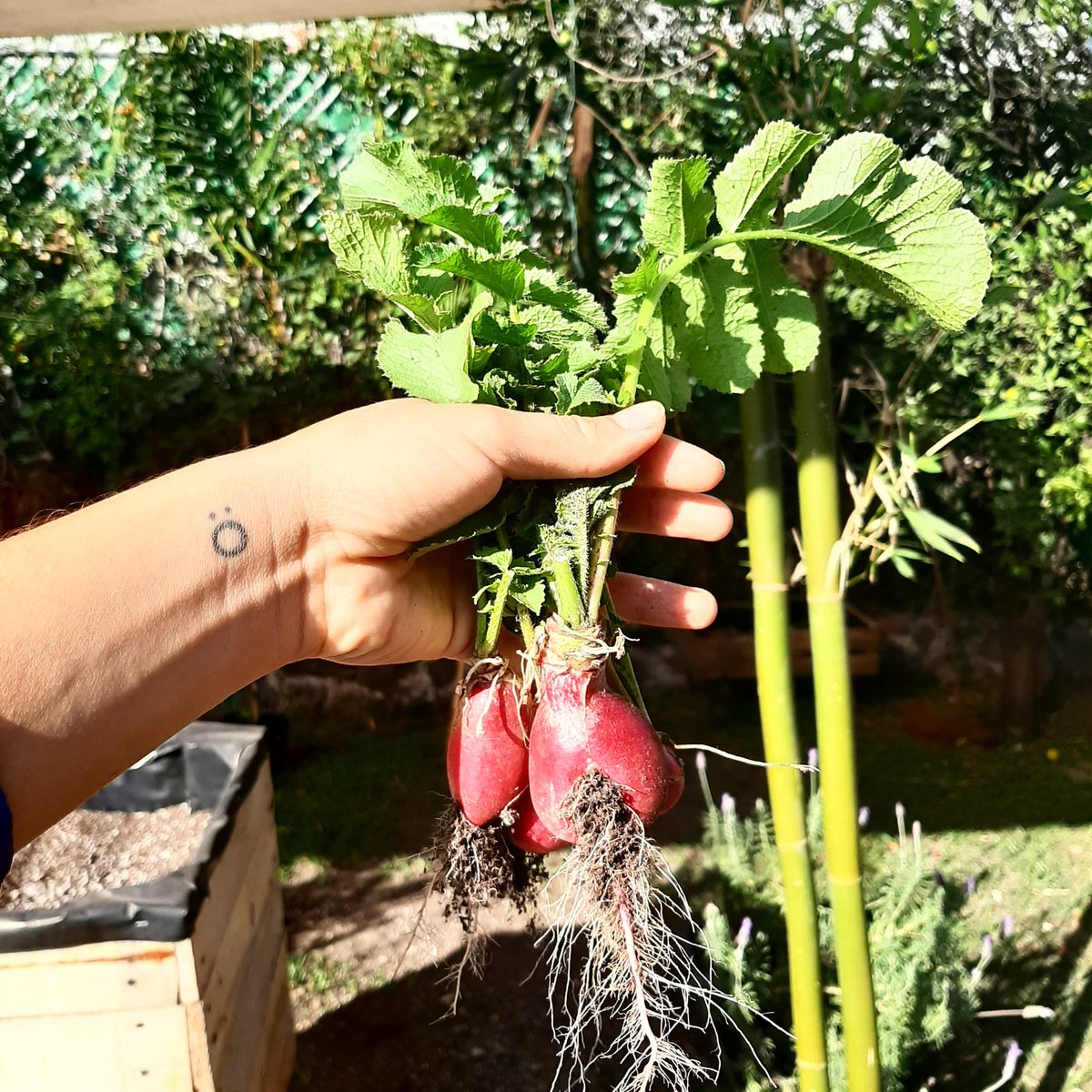 SrGuberto's tweet photo. Por si andabas con el pendiente, hoy coseche 5 rábanos 🥰

#autocultivo #sustainablesprout #huertourbano #Gubertö #siembracultivaydisfruta https://t.co/x9317z04mT