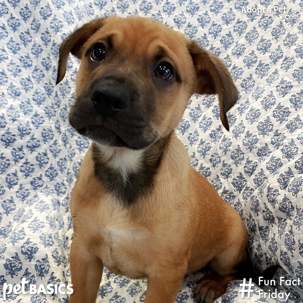 AdoptaPetcom's tweet photo. #FunFactFriday brought to you by PetBasics from @elanco4pets: A dog’s intelligence is on par with a 2-year-old human. They can even intentionally deceive other dogs and people to get treats. Masters of manipulation these ones! https://t.co/NKRIvrERjq