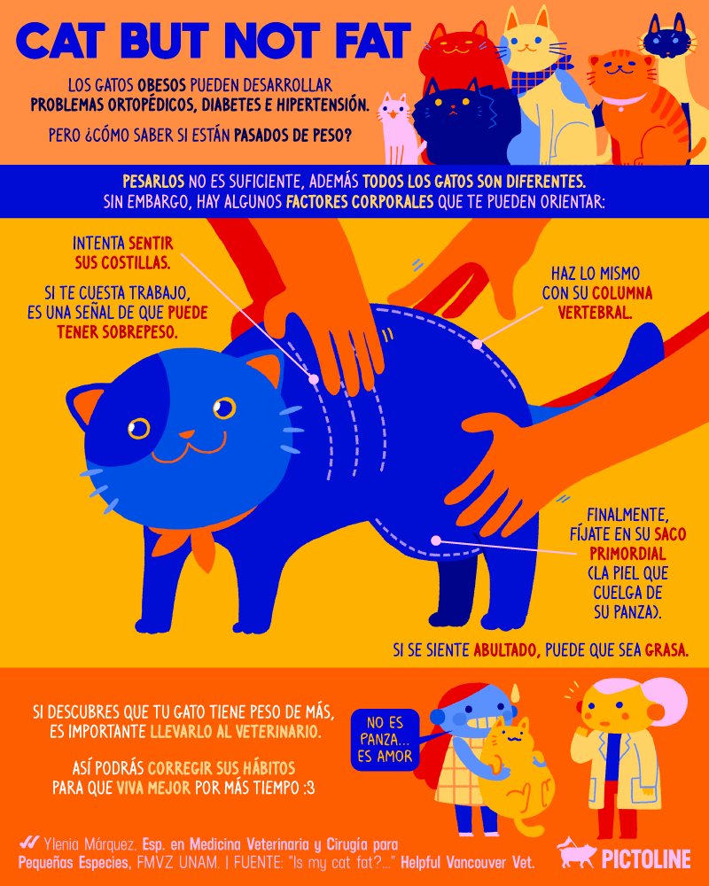 pictoline's tweet photo. "No estoy gordo... (ृ＾● ㉨ ●＾ ृ estoy lleno de amor )∫"
Los gatos con obesidad pueden desarrollar graves problemas de salud. 
Esta es una forma muy simple de saber si tu gato está pasado de peso: https://t.co/2xckIwhJoC