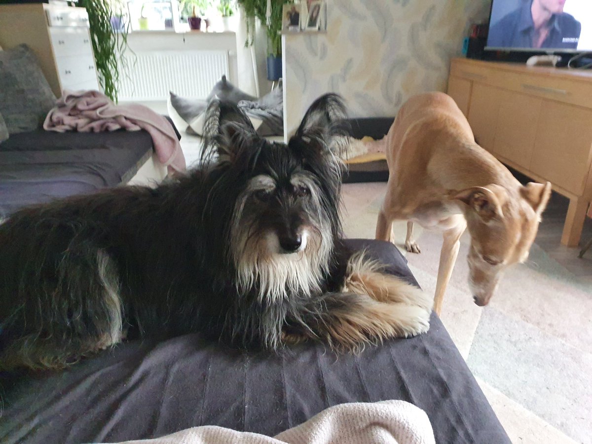 SavetheGalgo's tweet photo. @GalgosdelSol The black one is Happy. In about 4 months she will celebrate her 16th birthday. So proud of her, she is quite well for being so old. https://t.co/ko4HaOPUkz