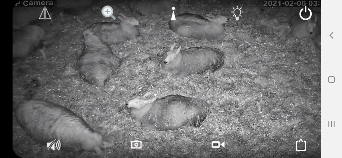 katiesummerfie2's tweet photo. Lamb Cam spam.....🙄 https://t.co/4qB6IMm3w2