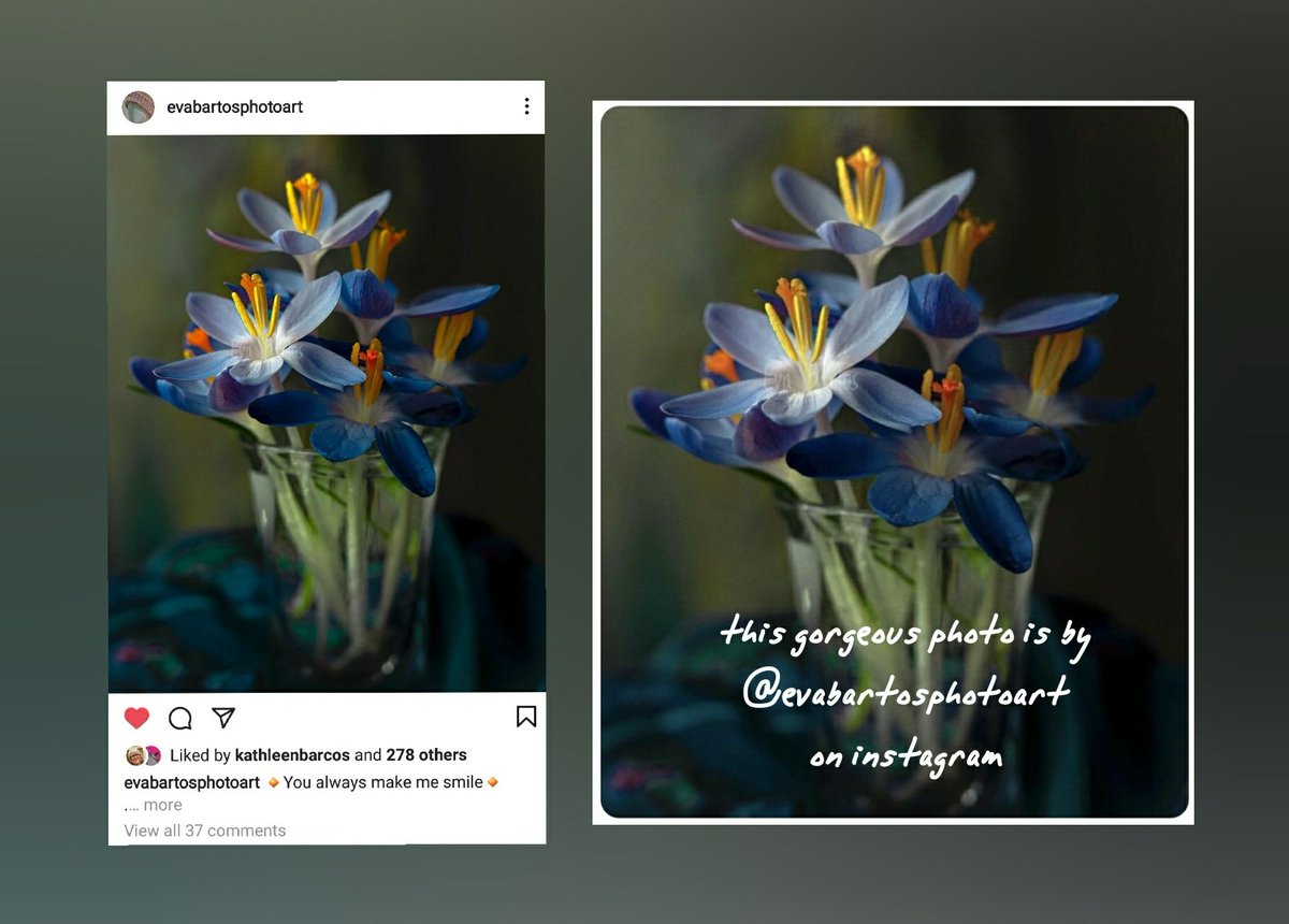 #HappyFriday shout out for one of my #instagram friends! Eva creates elegant & spellbinding floral photos!
You can find her art at:

instagram.com/evabartosphoto… 

#floral #floralphotos #flowerphotography #fineartflorals #instagramphotographer #evabartosphotoart #fineartphotography
