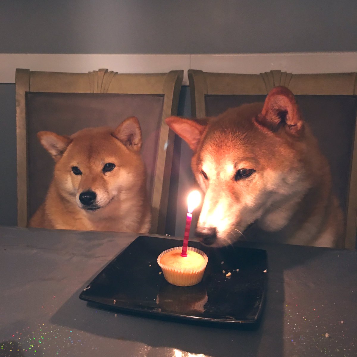 shopshiba's tweet photo. happy birthday to hachi 🎉 TEN today!! https://t.co/QcuhMFPuiQ