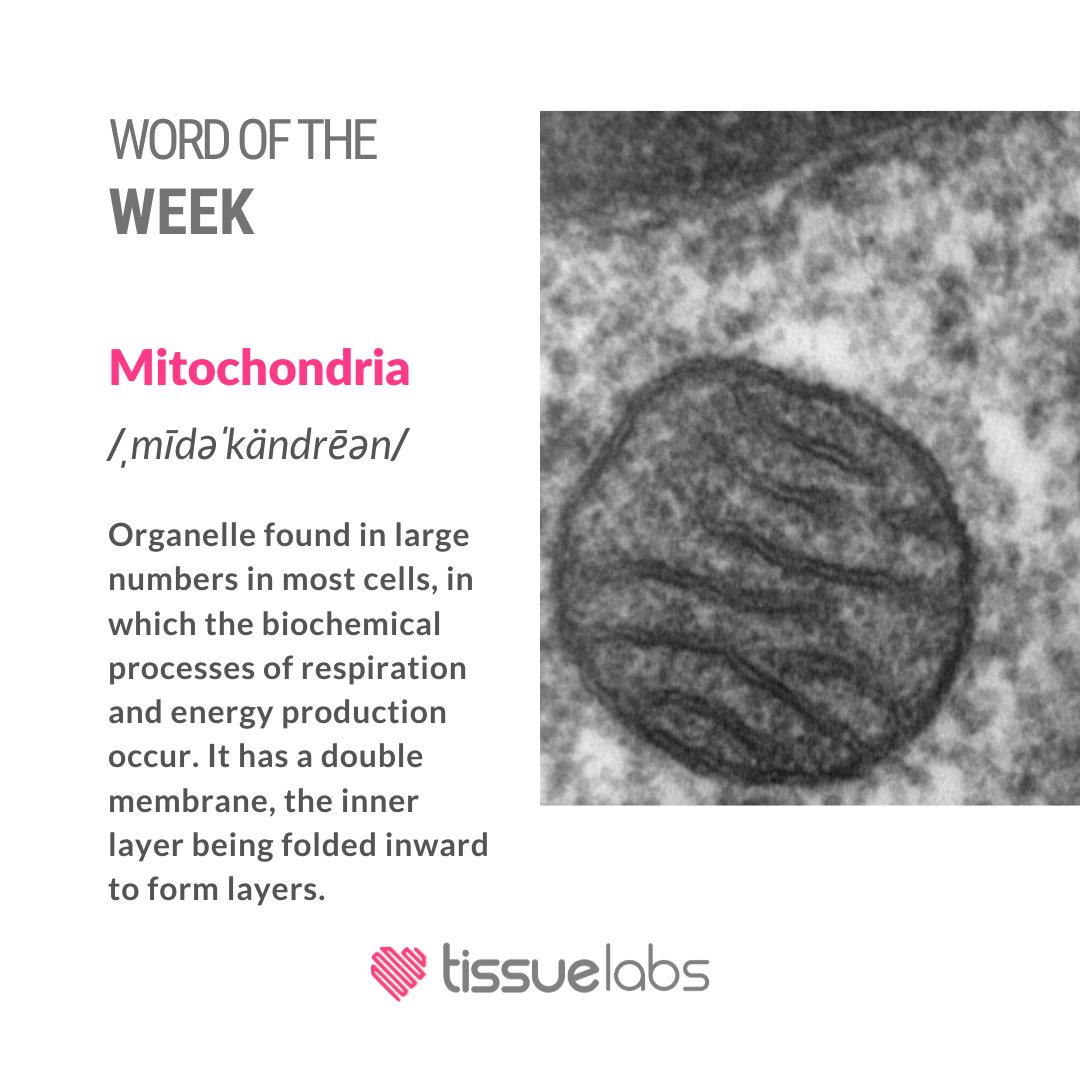 WORD OF THE WEEK: 
Mitochondria /ˌmīdəˈkändrēən/ 
Organelle found in large numbers in most cells, in which the biochemical processes of respiration and energy production occur. It has a double membrane, the inner layer being folded inward to form layers.

#mitochondria #organelle