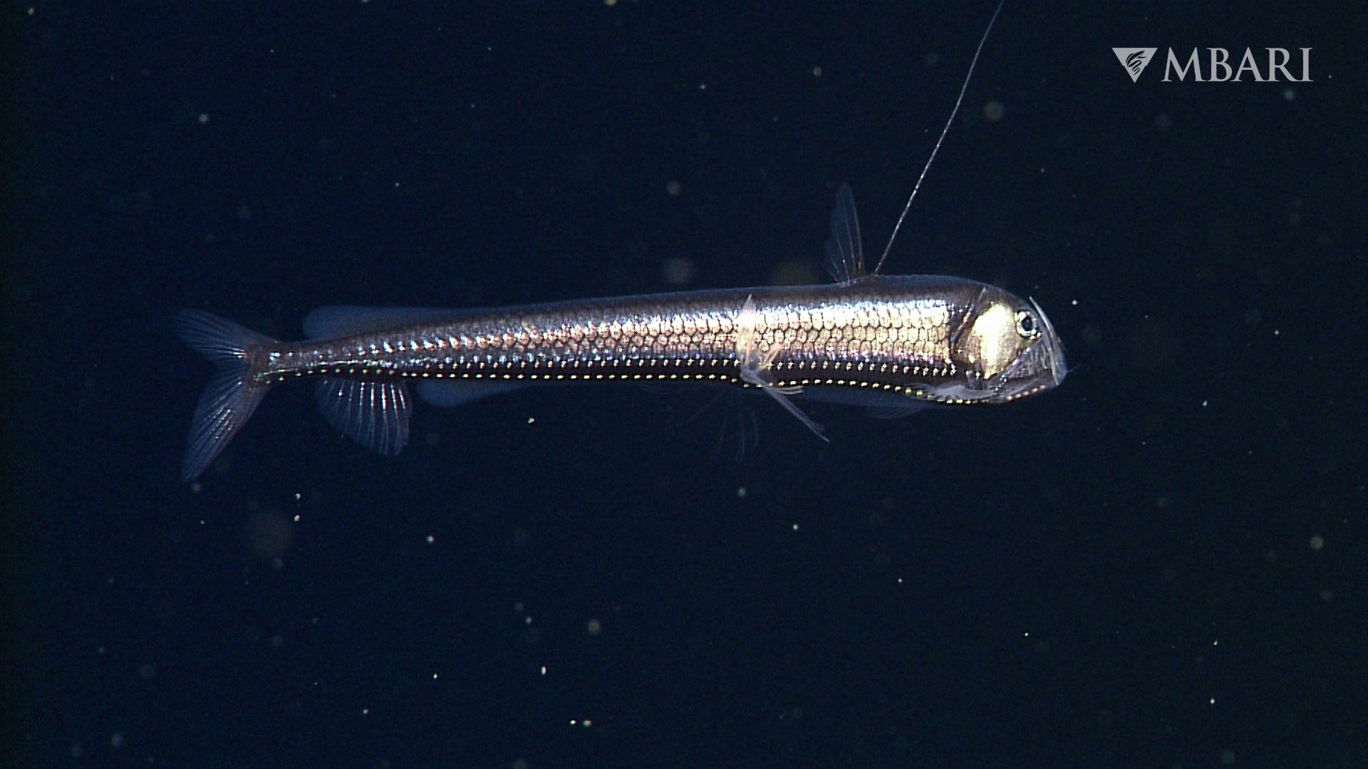Predator Mouth Fish