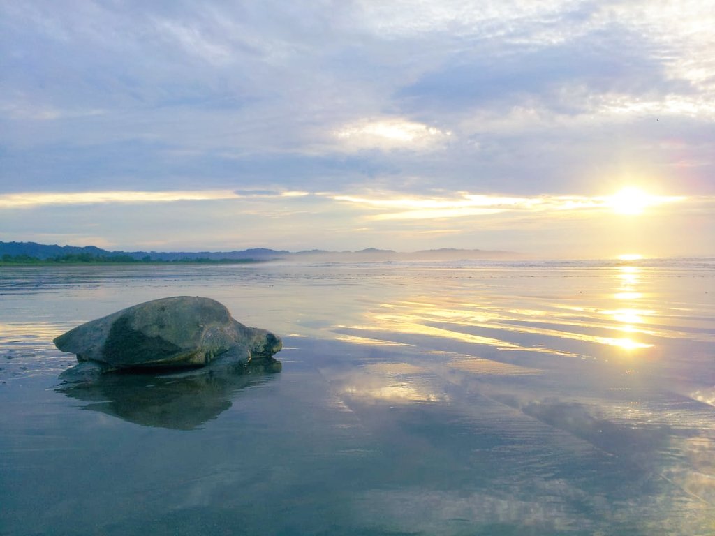 TPETRAVELPANAMA's tweet photo. Nacimiento de tortugas, caminata en kilómetros de playa, paseo en carretas y uno de los atardeceres más impactantes te esperan en Isla Cañas. Contáctanos para reservas. #Panama #Turismo #naturaleza #vacaciones #playas #beachlife #beachtimes #visitpanama @apetpanama https://t.co/VhC5bNDTPf