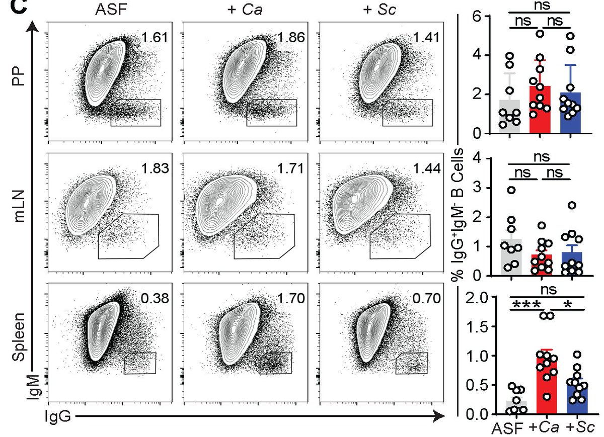 What is the function of these aF-IgG Abs and how they arise? We discovered that systemic aF-IgG Abs arise against specific gut fungi, such as C. albicans & are generated at gut-distal body sites such as spleens. There, they induced IgG B-cell CSR, GC-B cell expansion and diff.