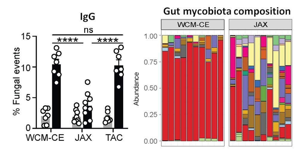 Antibody binding to microbiota isn’t new & we found fungi bound by gut secretory IgA, but a ~20% of the gut mycobiota was recognized by systemic IgG Abs in the blood of healthy humans & in mice. What facility mice come from defined their aF-IgG titers & mycobiota composition.