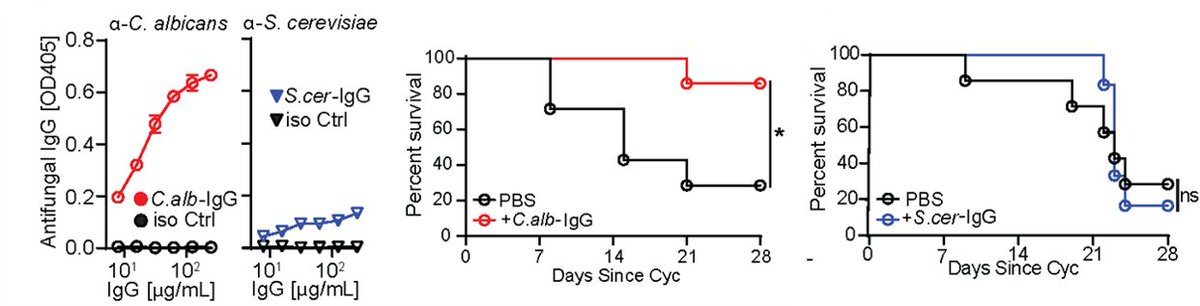 Immunosuppressed patients are at risk of deadly fungal infections, with fungi often coming from the gut. GF mice lack anti-commensal IgG, so we used them to generate aF-IgG antibodies. a-Candida Abs, protected immunosuppressed mice against gut-disseminated systemic candidiasis.