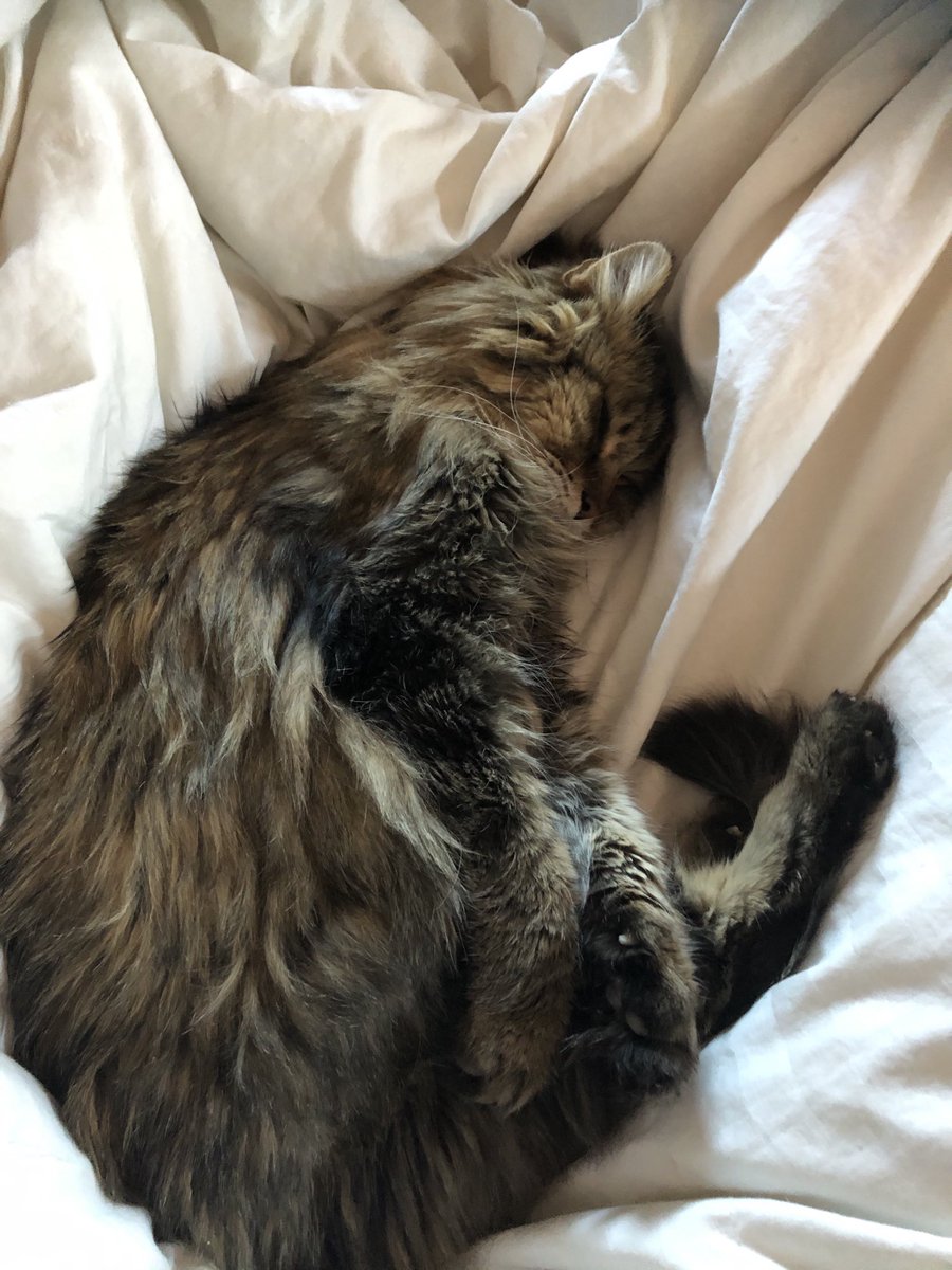 OdiemanOG's tweet photo. Otis loves ⁦@AOC⁩ but #AOClied ? Not so much https://t.co/iyHz1sGtNc