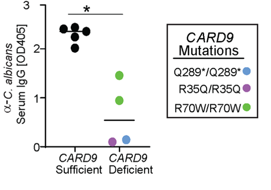 CARD9 deficient patients develop severe fungal infections. We collaborated with Dr. Anne Puel  @Inserm who studies these patients. We found CARD9 deficient patients had low titers of anti-C. albicans IgG Abs despite ongoing candidiasis, causingaF-Ab responses in control patients