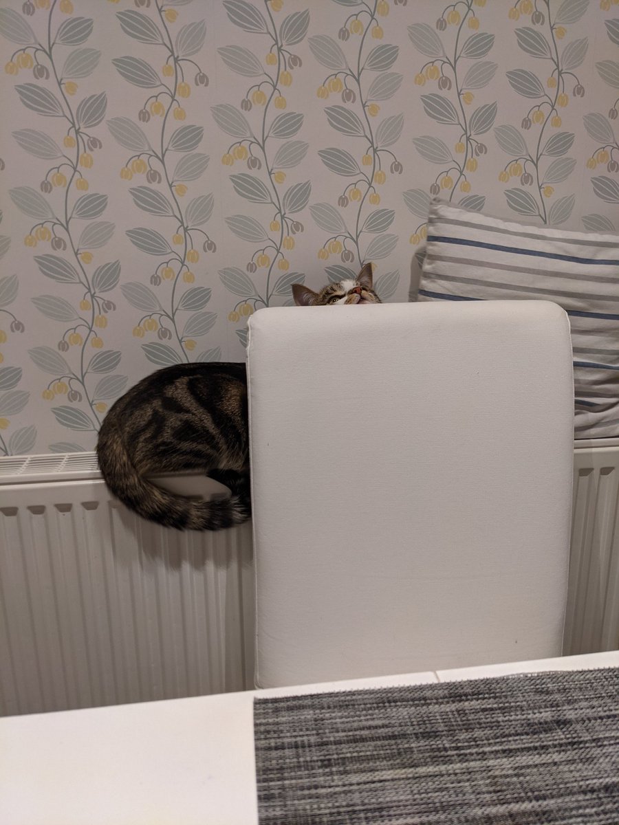 QES_Starting's tweet photo. Dash Reid. Master of disguise. #petsofQES https://t.co/HkTBgP0p6I