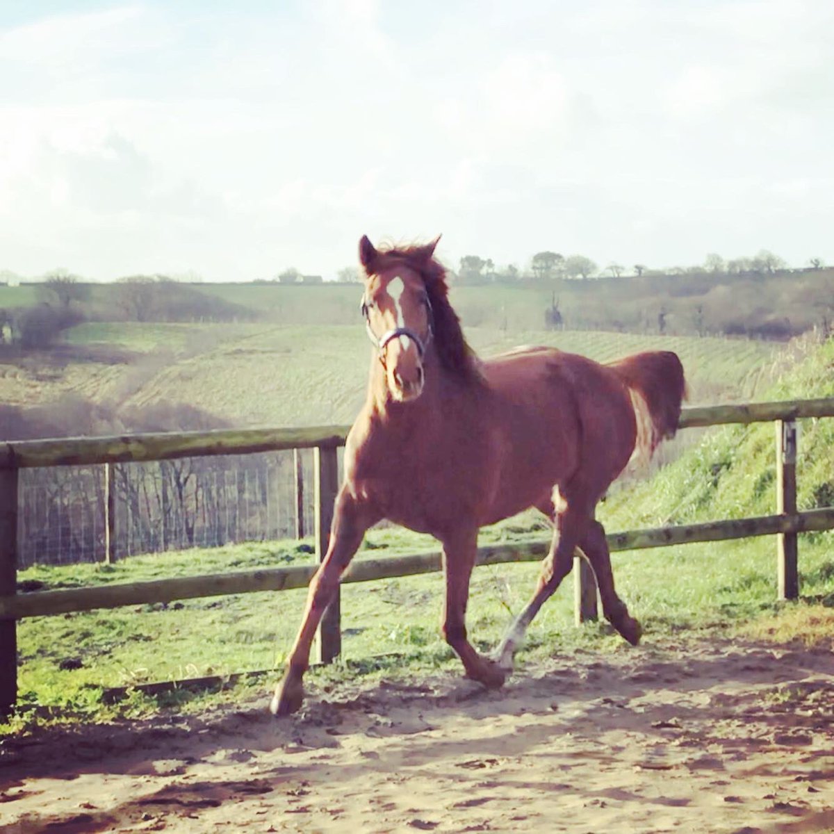 neverlatemate's tweet photo. She’s very slowly growing into a lovely little horse. Rising 3yo. Tb x Wb. But she’s still Tiny. #needstogrow #homebred #horse #equestrian https://t.co/kctILJVWiN