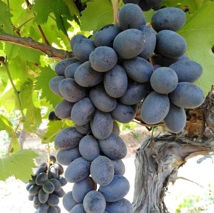 FSeedles's tweet photo. Yaşamak için #Bodrum #Gündoğan
#üzüm için #Manisa #Sarıgöl #Çanakçı #Emcelli
Türkiye'nin ilk ve tek çekirdeksiz siyah kuru üzümü #Fantasyseedles
Yoksa siz hala tatmayanlardanmısınız💐🍇🌾🌿🌻
@karstansiparis
@asmnatural
@mugladanevinize
@haluklevent
@gokhanozoguz https://t.co/fWMvvU0NRD