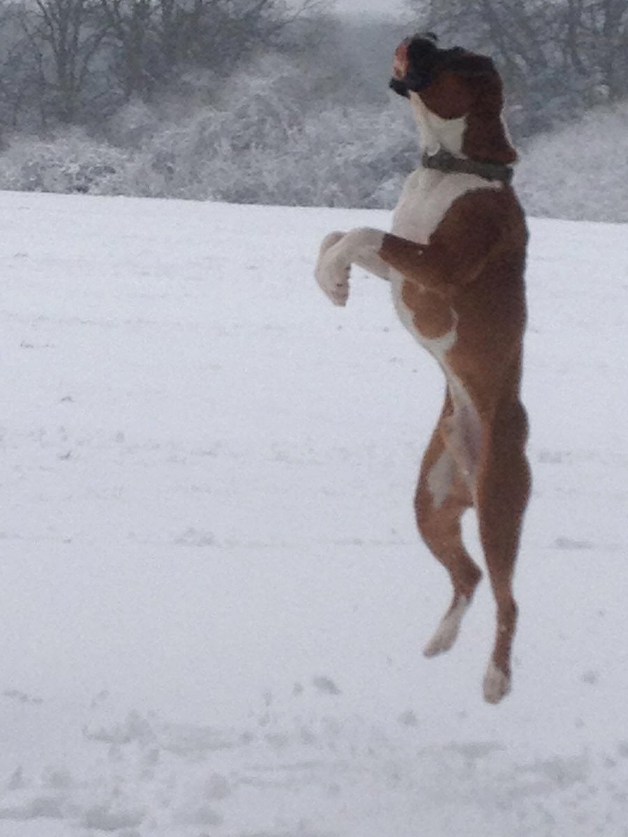 This memory from 8 years ago. Loved this boy and his crazy leaps for snowballs