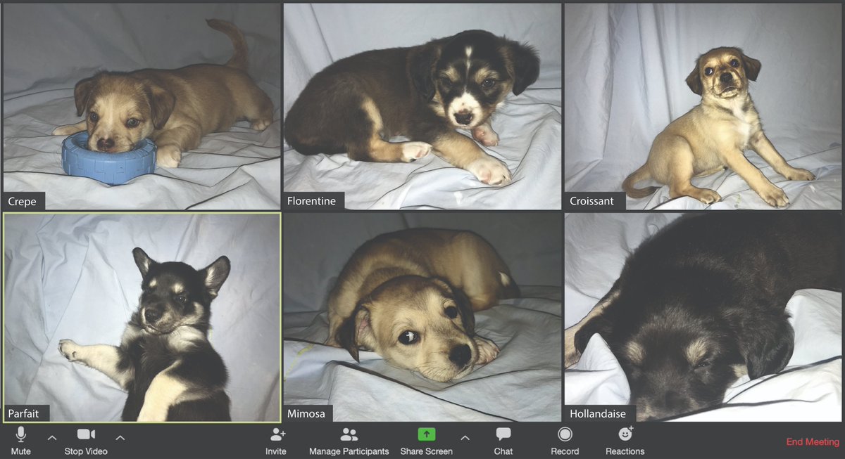 This is one video call we wouldn't want to miss! The @THS_tweet's pups are as excited as us for the #PuppyBowl AND to be adopted. Tune into <a href="/AnimalPlanetCa/">Animal Planet</a>'s coverage Sunday at 2ET 11PT and consider adopting a new furry sports companion.