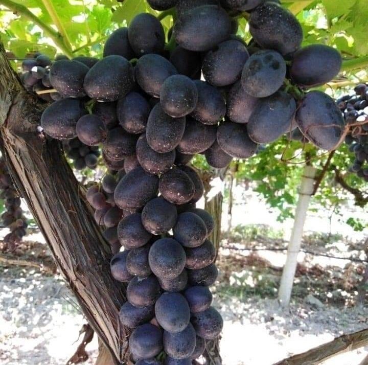 FSeedles's tweet photo. Yaşamak için #Bodrum #Gündoğan
#üzüm için #Manisa #Sarıgöl #Çanakçı #Emcelli
Türkiye'nin ilk ve tek çekirdeksiz siyah kuru üzümü #Fantasyseedles
Yoksa siz hala tatmayanlardanmısınız💐🍇🌾🌿🌻
@karstansiparis
@asmnatural
@mugladanevinize
@haluklevent
@gokhanozoguz https://t.co/fWMvvU0NRD