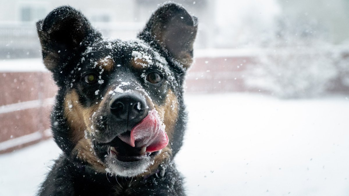 weatherchannel's tweet image. After so much snow over the past week, we know your camera roll is full of pics of your pup having fun outside! 

Drop 'em below and tell us your city. We'll share them tomorrow morning during #DogWalkingForecast!