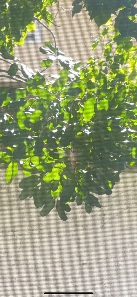 CaucasianJames's tweet photo. this hummingbird just saw me naked https://t.co/XZ0ZIgVOYp