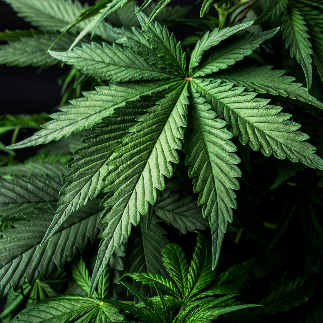 realmofcaring's tweet photo. Indica & Sativa are so 2020. This year terpenes take the spotlight!
Terpenes may also play a key role in differentiating the effects of various cannabis strains, although more studies are needed on the matter for conclusive results. #HighImpactNonProfit #RealmOfCaring https://t.co/JQrk7c7dFp