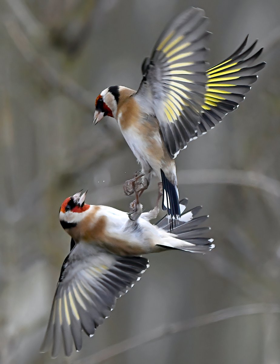CarlBovisNature's tweet photo. Caught one of my most dynamic battling Goldfinches photos in my Somerset garden today! 😀
(*Please open full pic!) 
@ChrisGPackham #TwitterNatureCommunity 🐦 https://t.co/zbIyGhhtgQ