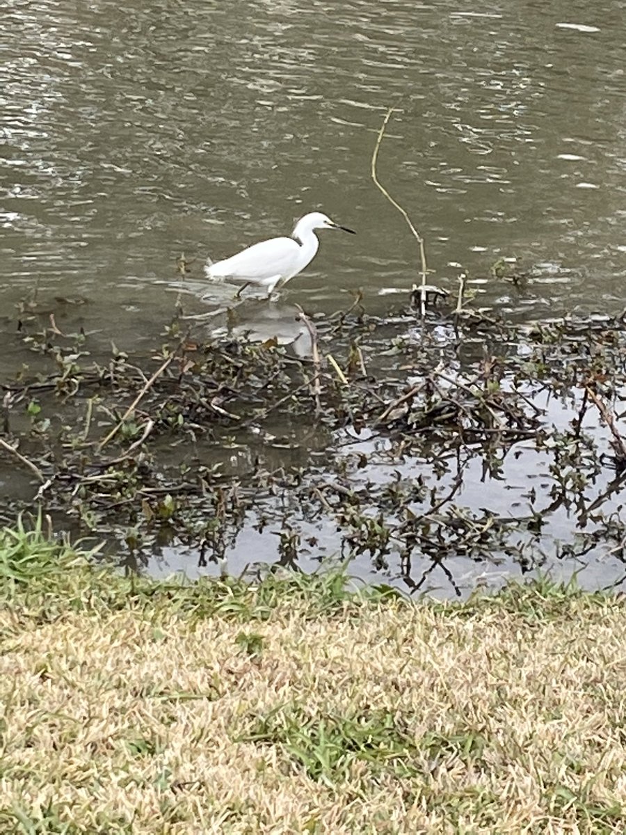 Its_AllieKate's tweet photo. Pictured is a Little egret (photographed and drawn by me) Little egrets prefer commercial ponds over other habitats because they offer an easily accessible feeding ground (Pang C et al.)
@NichollsBiology #NichollsEvolution https://t.co/qPz68wnZm7