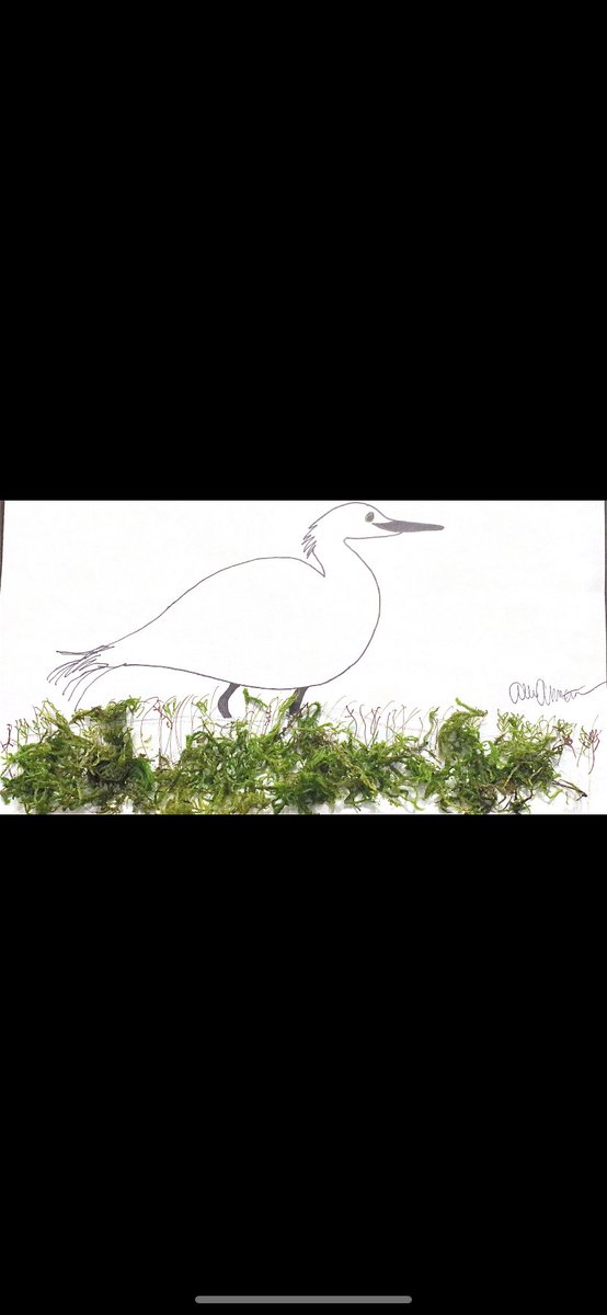 Its_AllieKate's tweet photo. Pictured is a Little egret (photographed and drawn by me) Little egrets prefer commercial ponds over other habitats because they offer an easily accessible feeding ground (Pang C et al.)
@NichollsBiology #NichollsEvolution https://t.co/qPz68wnZm7