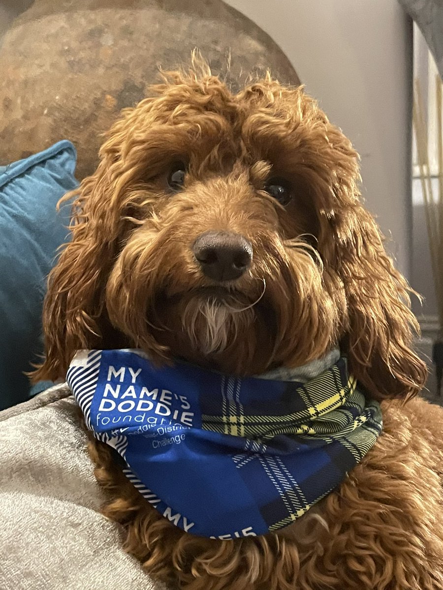 The Shack 68 Live tweet media